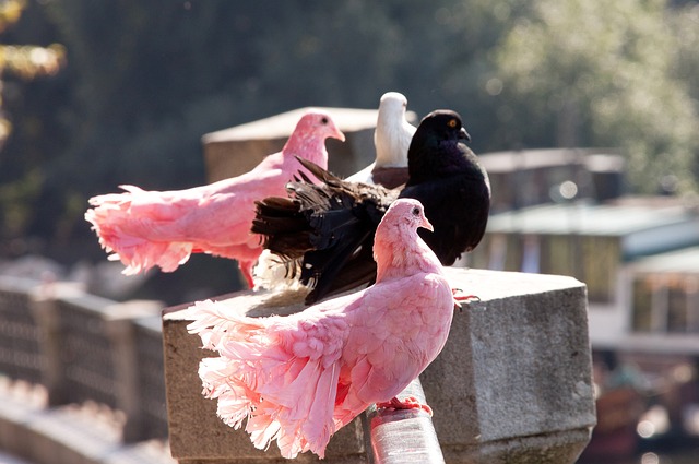 还要在此过 还要在此过